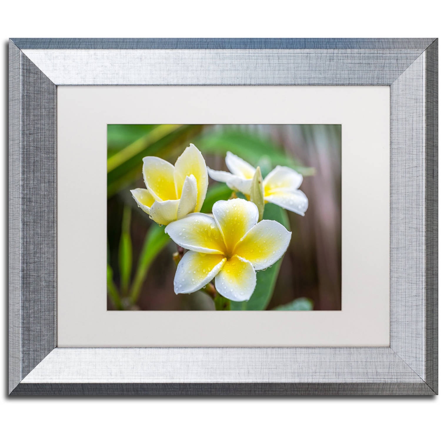 Trademark Fine Art 'Plumeria in the Rain' Canvas Art by Pierre Leclerc, White Matte, Silver Frame