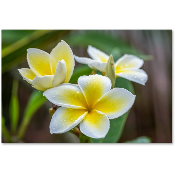 Trademark Fine Art 'Plumeria in the Rain' Canvas Art by Pierre Leclerc
