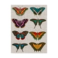 thumbnail image 1 of Trademark Fine Art 'Polychrome Butterflies II' Canvas Art by Vision Studio, 1 of 4