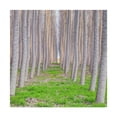 thumbnail image 1 of Trademark Fine Art 'Poplar Forest Square' Canvas Art by Jason Matias, 1 of 3