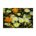 thumbnail image 1 of Trademark Fine Art 'Poppies And Daisies' Canvas Art by Janice Sullivan, 1 of 3