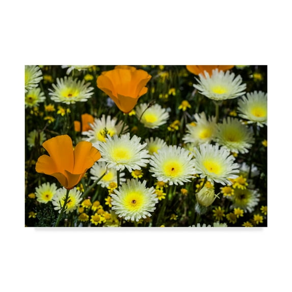Trademark Fine Art 'Poppies And Daisies' Canvas Art by Janice Sullivan