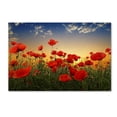 thumbnail image 1 of Trademark Fine Art 'Poppies' Canvas Art by Albena Markova, 1 of 3