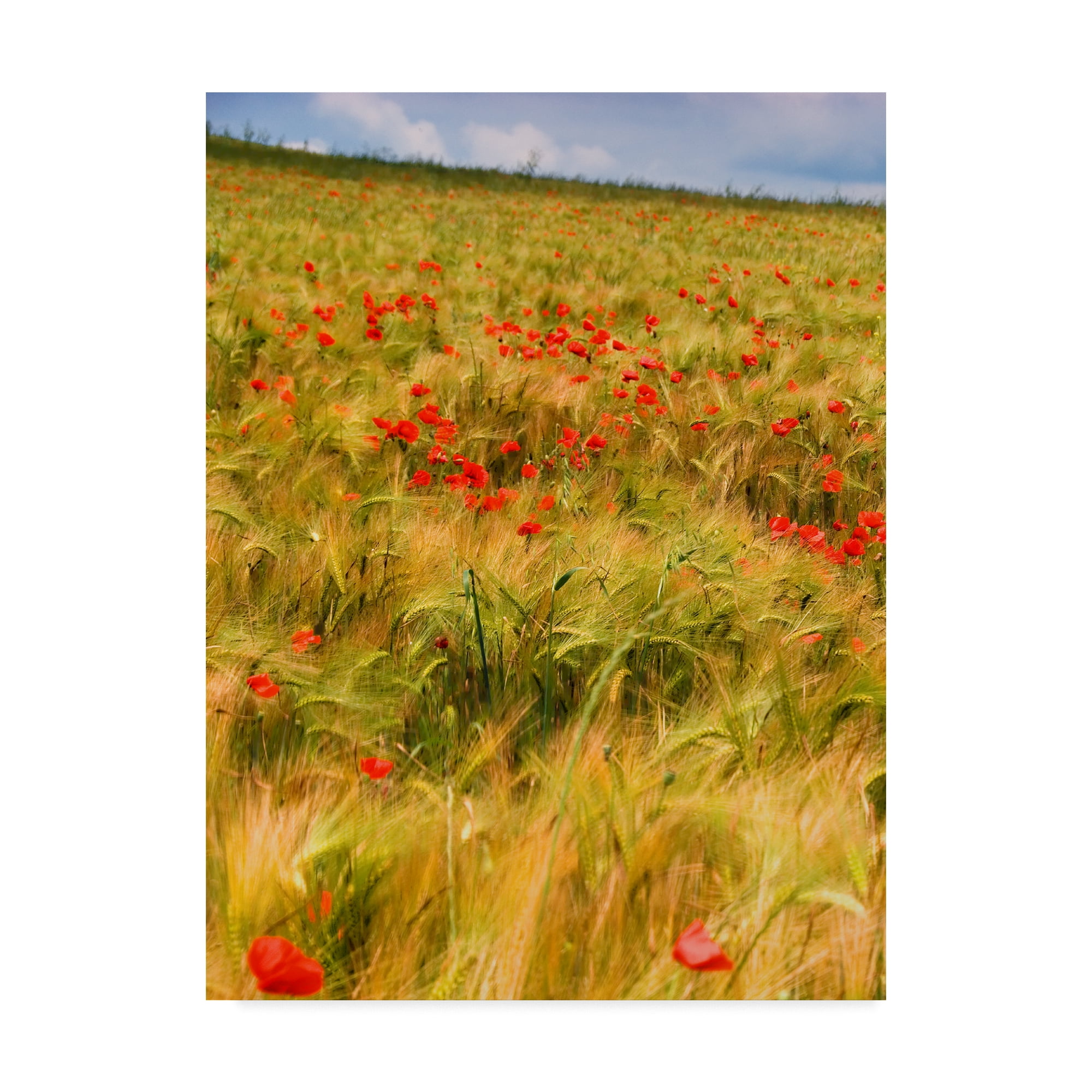 Trademark Fine Art 'Poppies in Field I' Canvas Art by Colby Chester