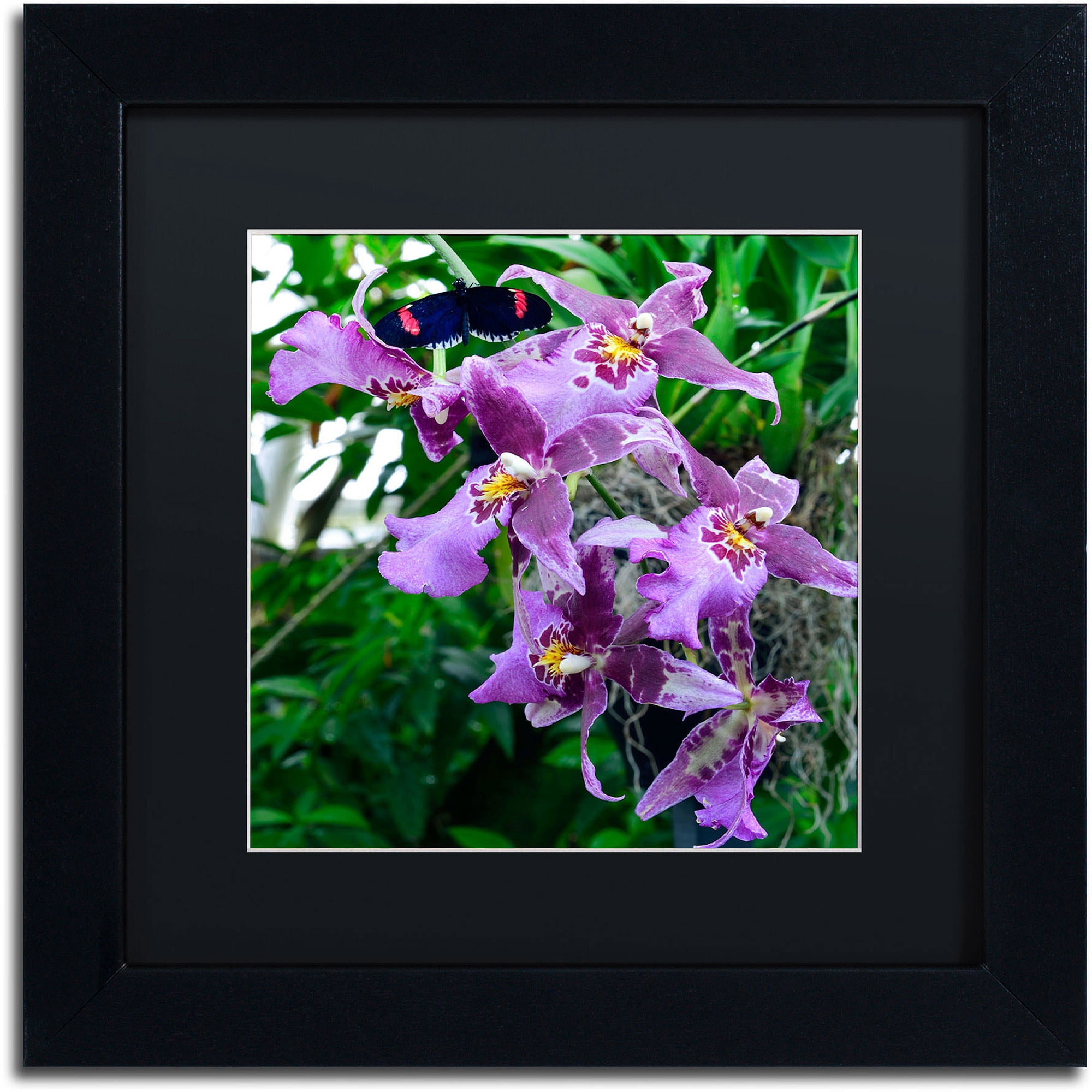 Trademark Fine Art "Postman Butterfly on Orchid" Canvas Art by Kurt Shaffer, Black Matte, Black Frame