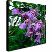 Trademark Fine Art "Postman Butterfly on Orchid" Canvas Art by Kurt Shaffer