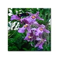 thumbnail image 1 of Trademark Fine Art "Postman Butterfly on Orchid" Canvas Art by Kurt Shaffer, 1 of 2