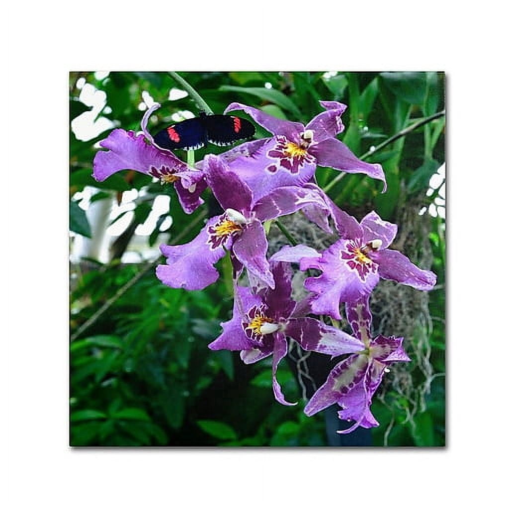 Trademark Fine Art "Postman Butterfly on Orchid" Canvas Art by Kurt Shaffer