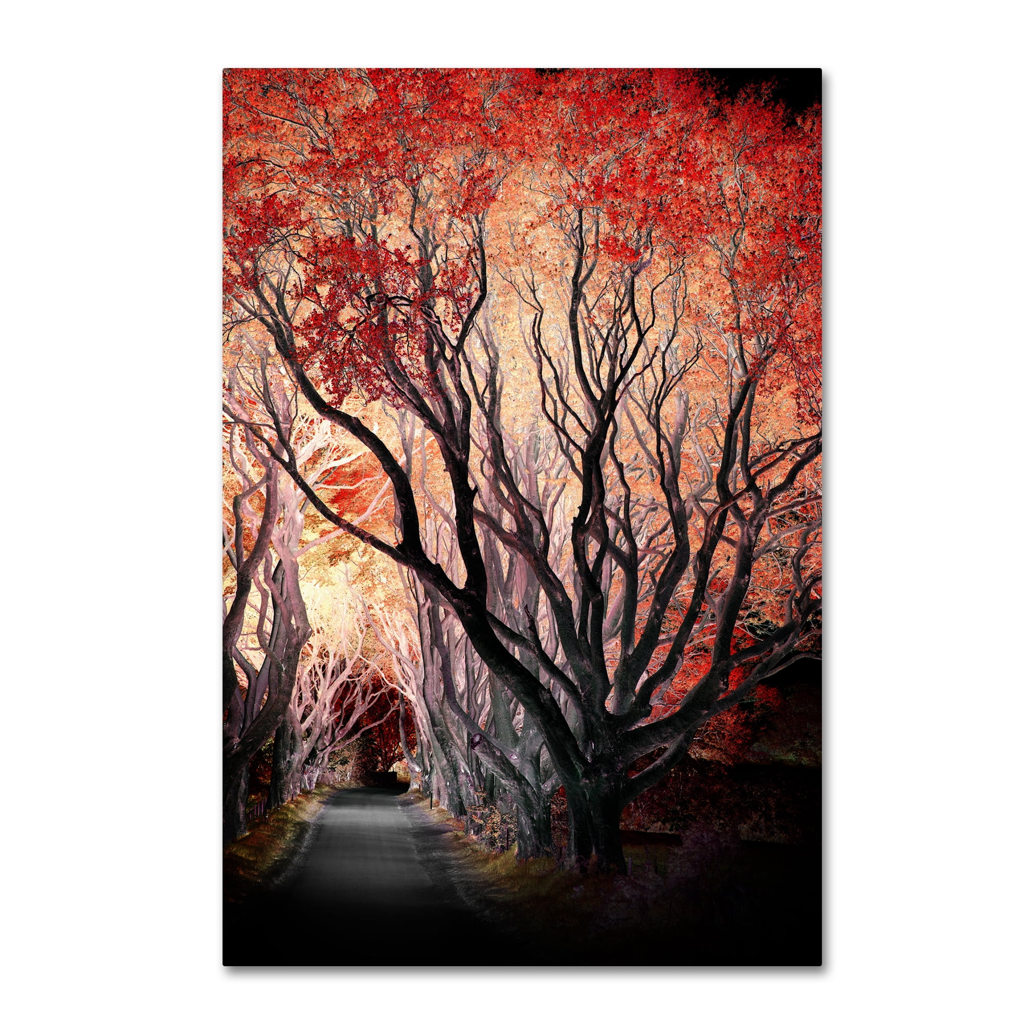 Trademark Fine Art "Powerful One" Canvas Art by Philippe Sainte-Laudy
