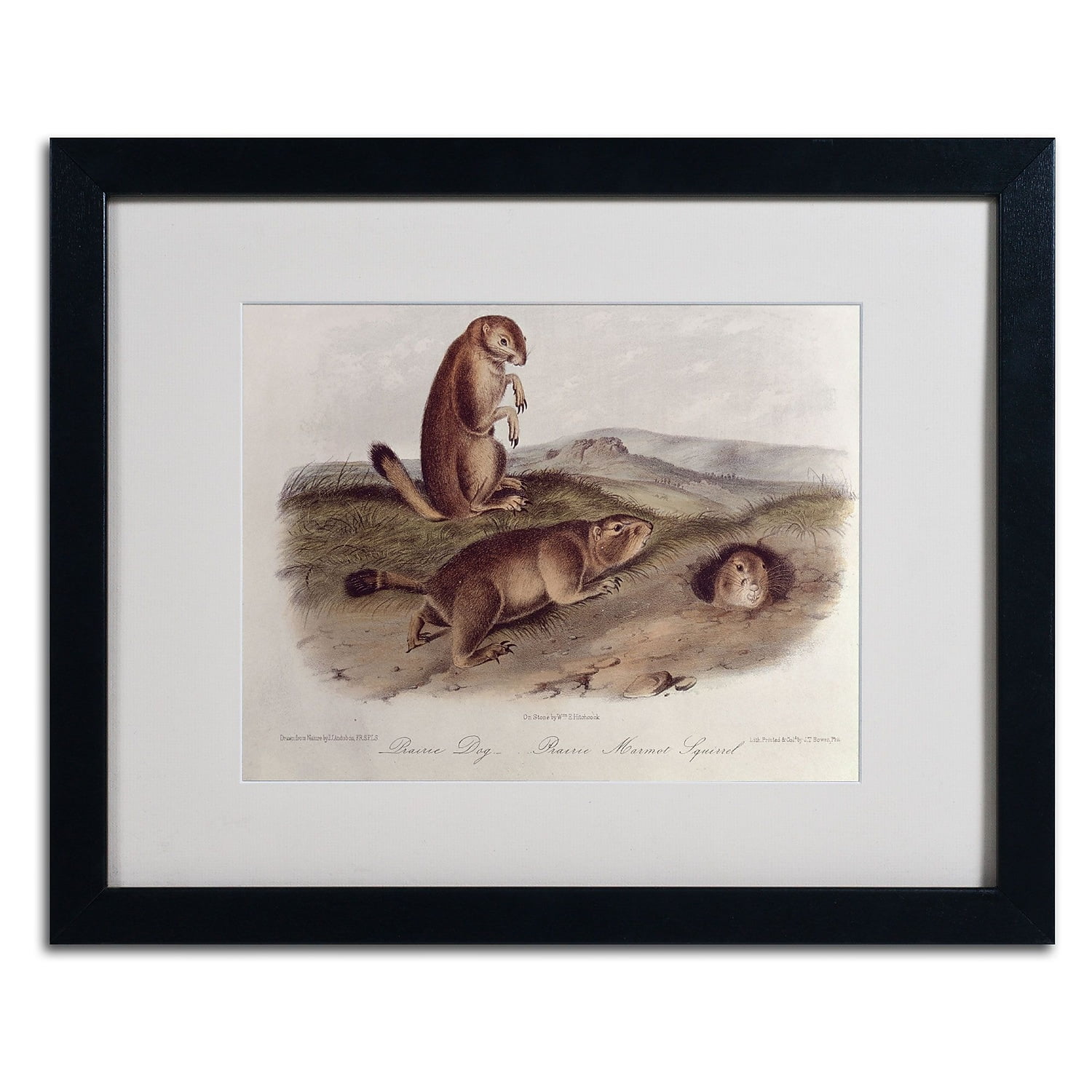 Trademark Fine Art "Prairie Dog" Canvas Art by John James Audubon, Black Frame