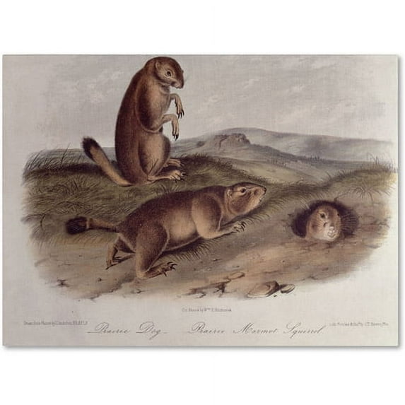 Trademark Fine Art "Prairie Dog" Canvas Art by John James Audubon