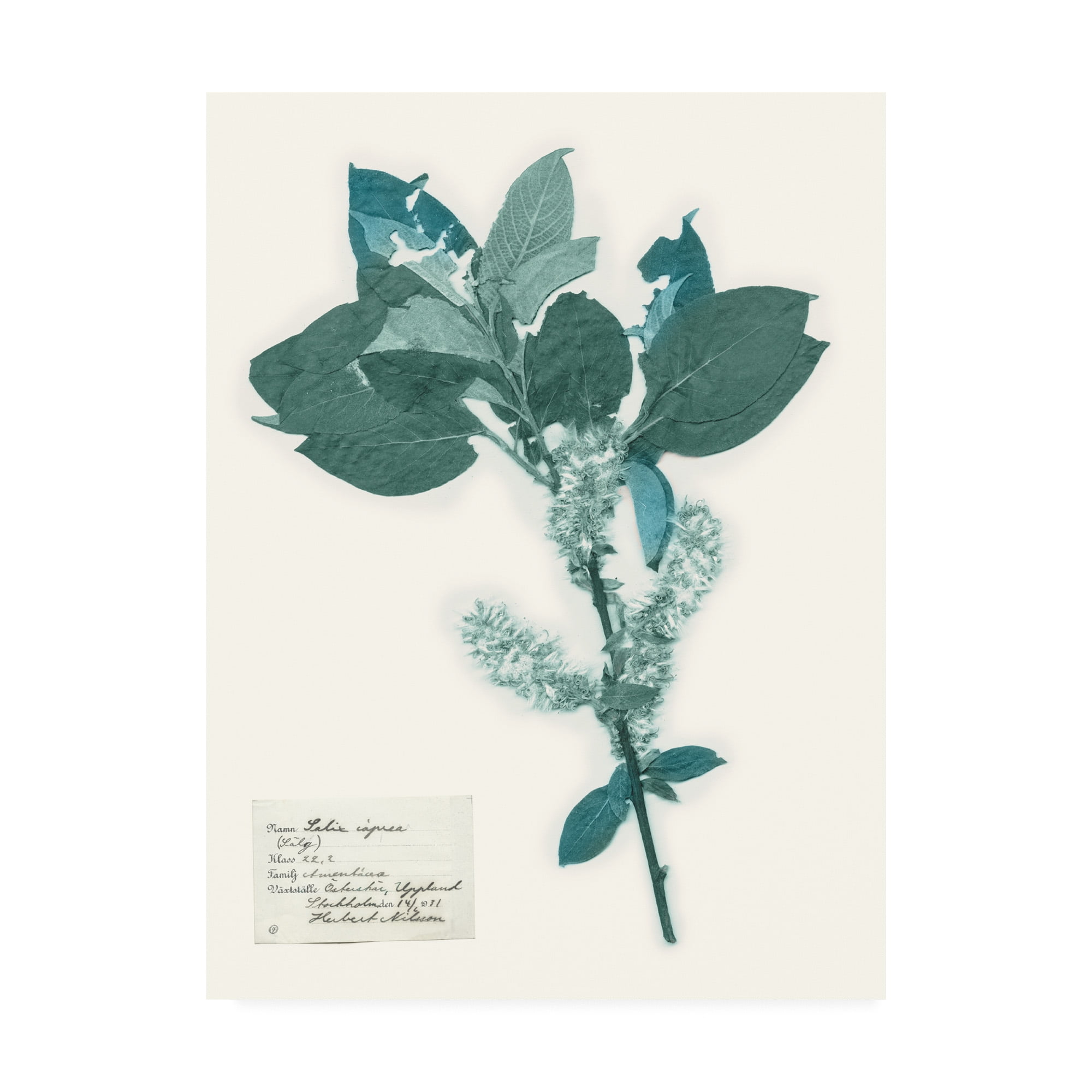Pressed Flowers Blue and White Canvas Art 14 x 19
