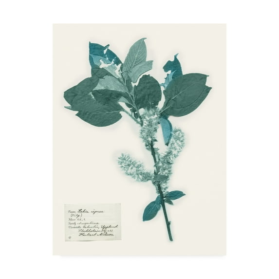 Trademark Fine Art 'Pressed Flowers in Spa I' Canvas Art by Vision Studio