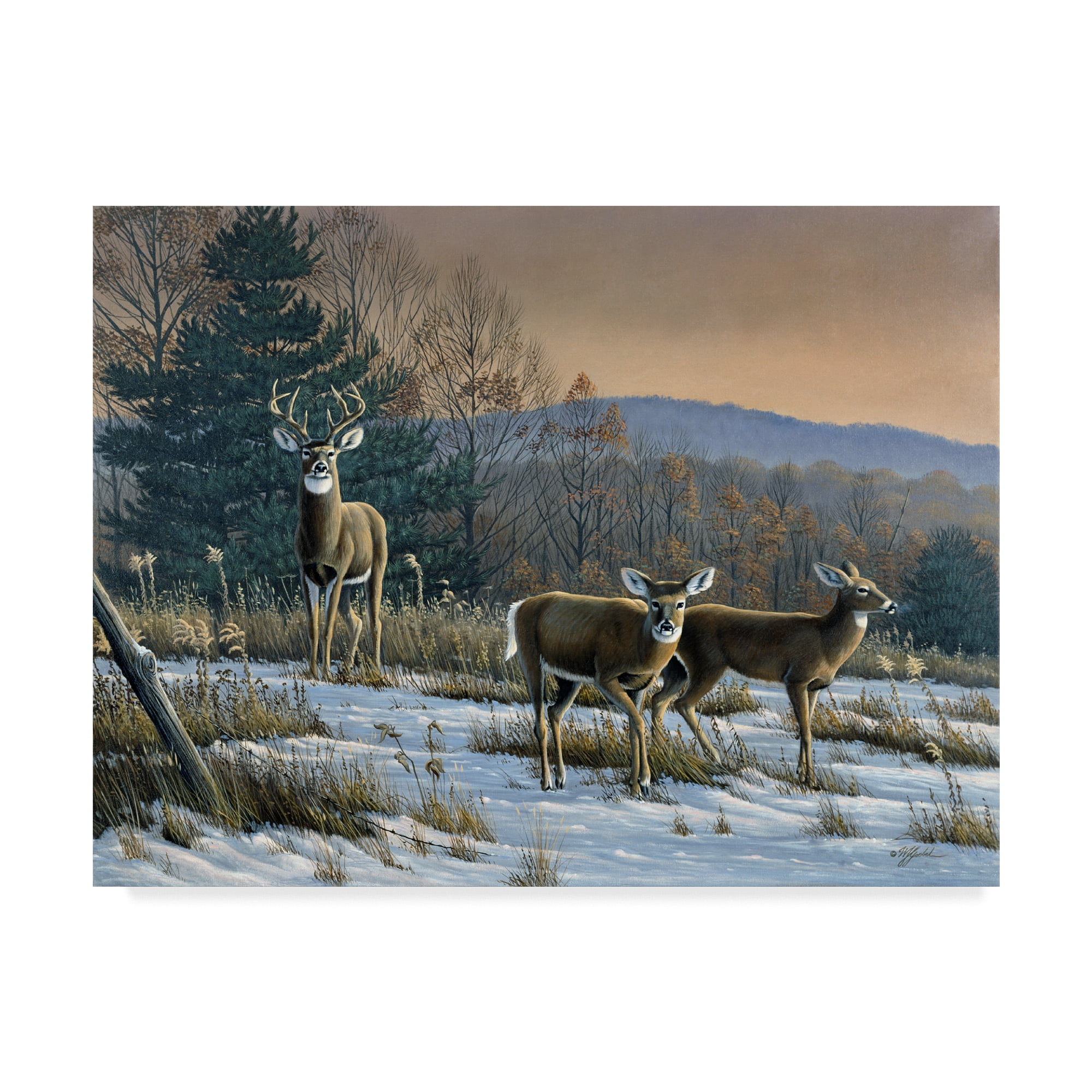Trademark Fine Art 'Prime Time Whitetail Deer' Canvas Art by Wilhelm ...