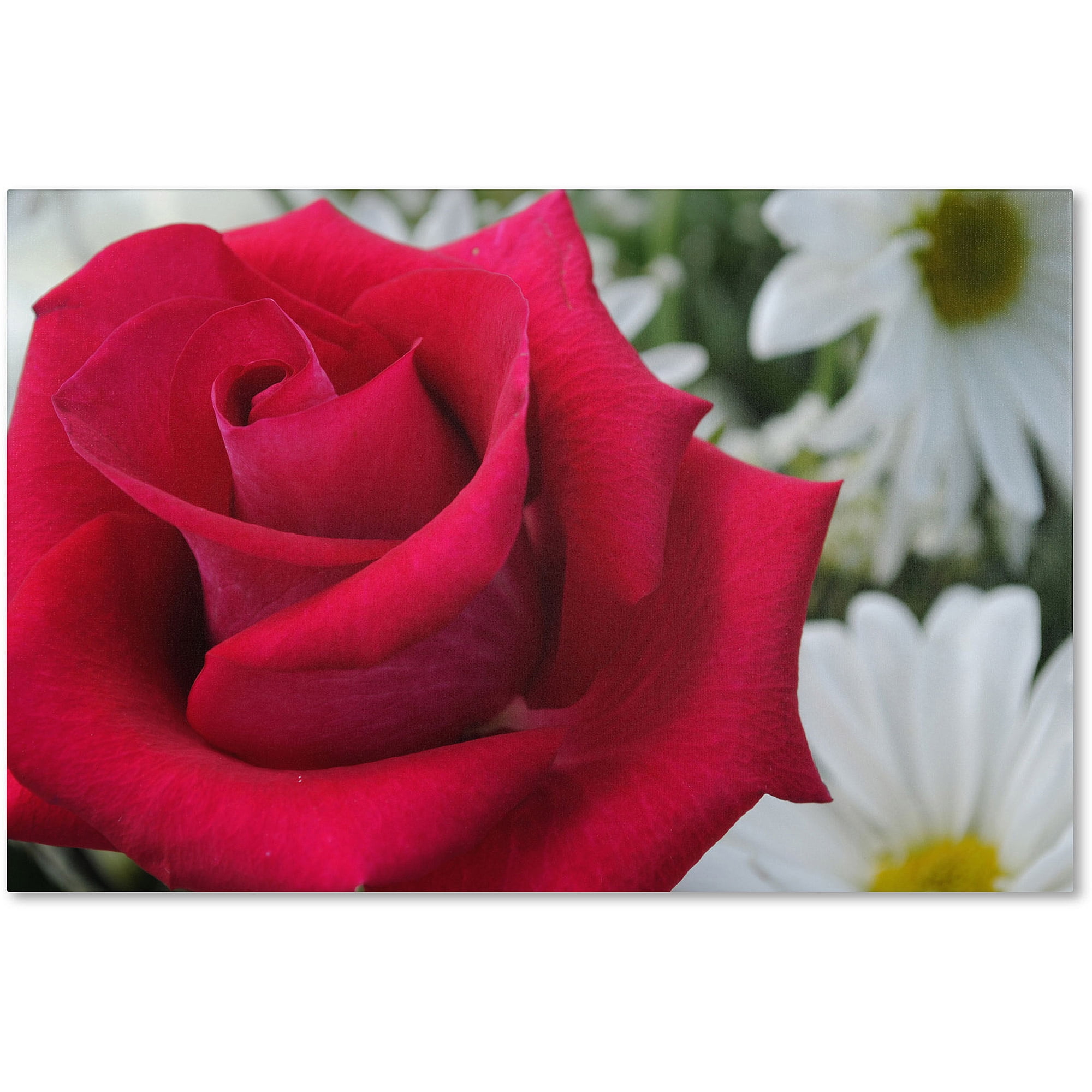 Trademark Fine Art "Pristine" Canvas Art by Monica Fleet