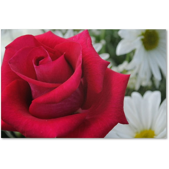 Trademark Fine Art "Pristine" Canvas Art by Monica Fleet