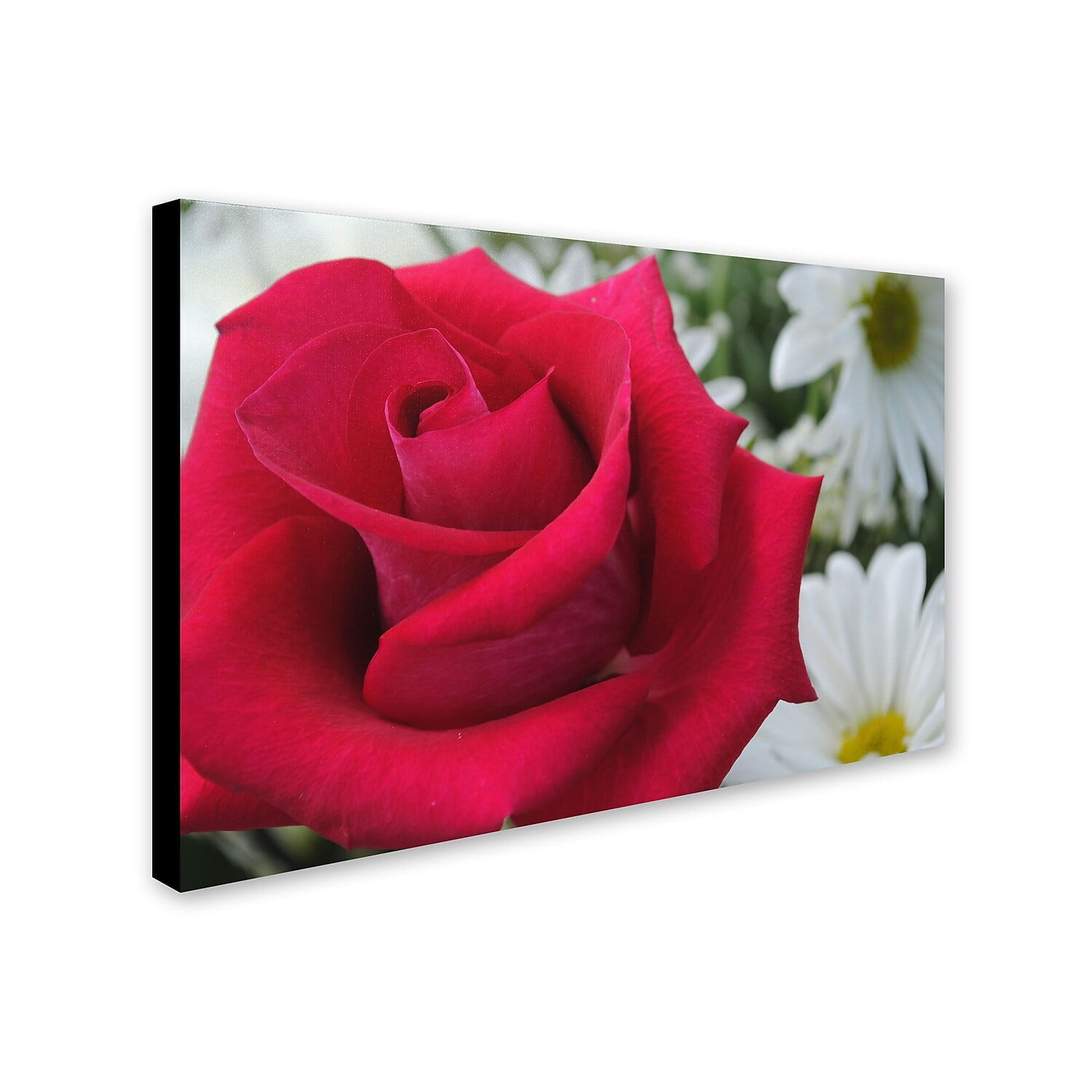 Trademark Fine Art "Pristine" Canvas Art by Monica Fleet
