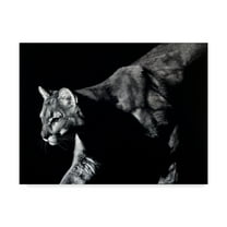 Trademark Fine Art 'Prowler Lion' Canvas Art by Julie T. Chapman
