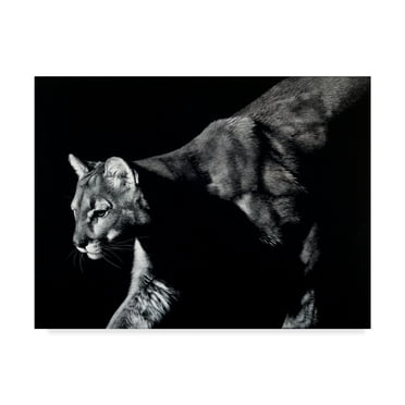 Trademark Fine Art 'Prowler Lion' Canvas Art by Julie T. Chapman