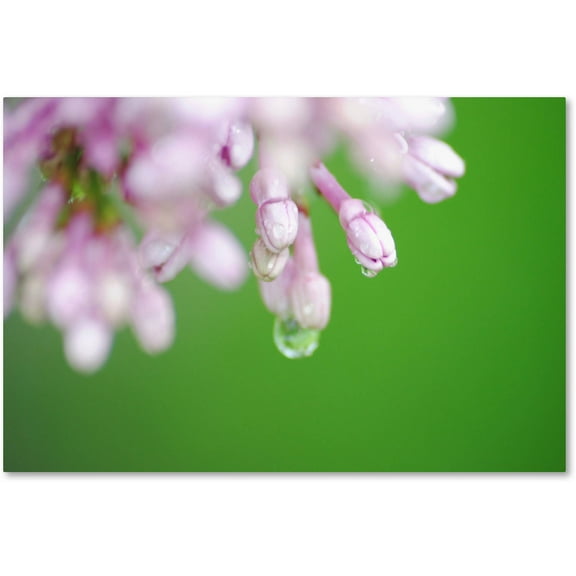 Trademark Fine Art "Pure" Canvas Art by Monica Mize