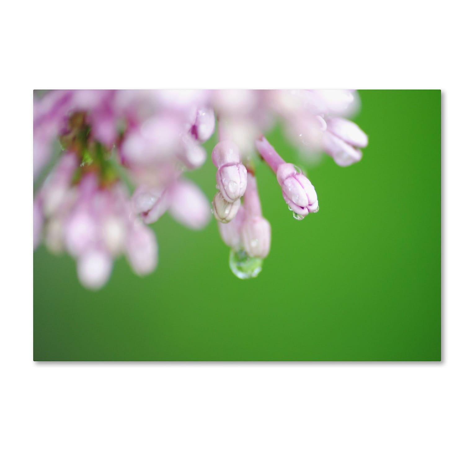 Trademark Fine Art "Pure" Canvas Art by Monica Mize
