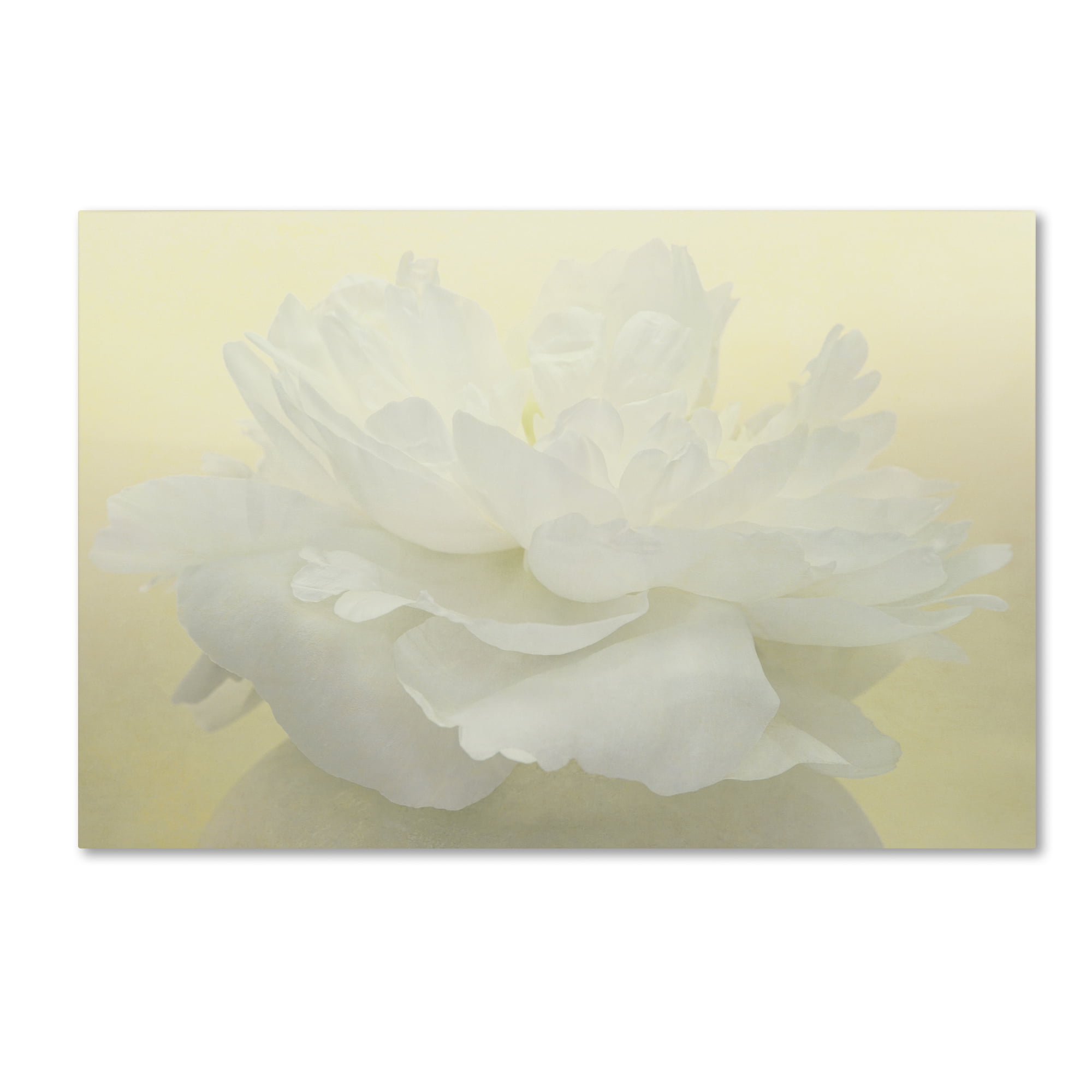 Trademark Fine Art 'Pure White Peony' Canvas Art by Cora Niele
