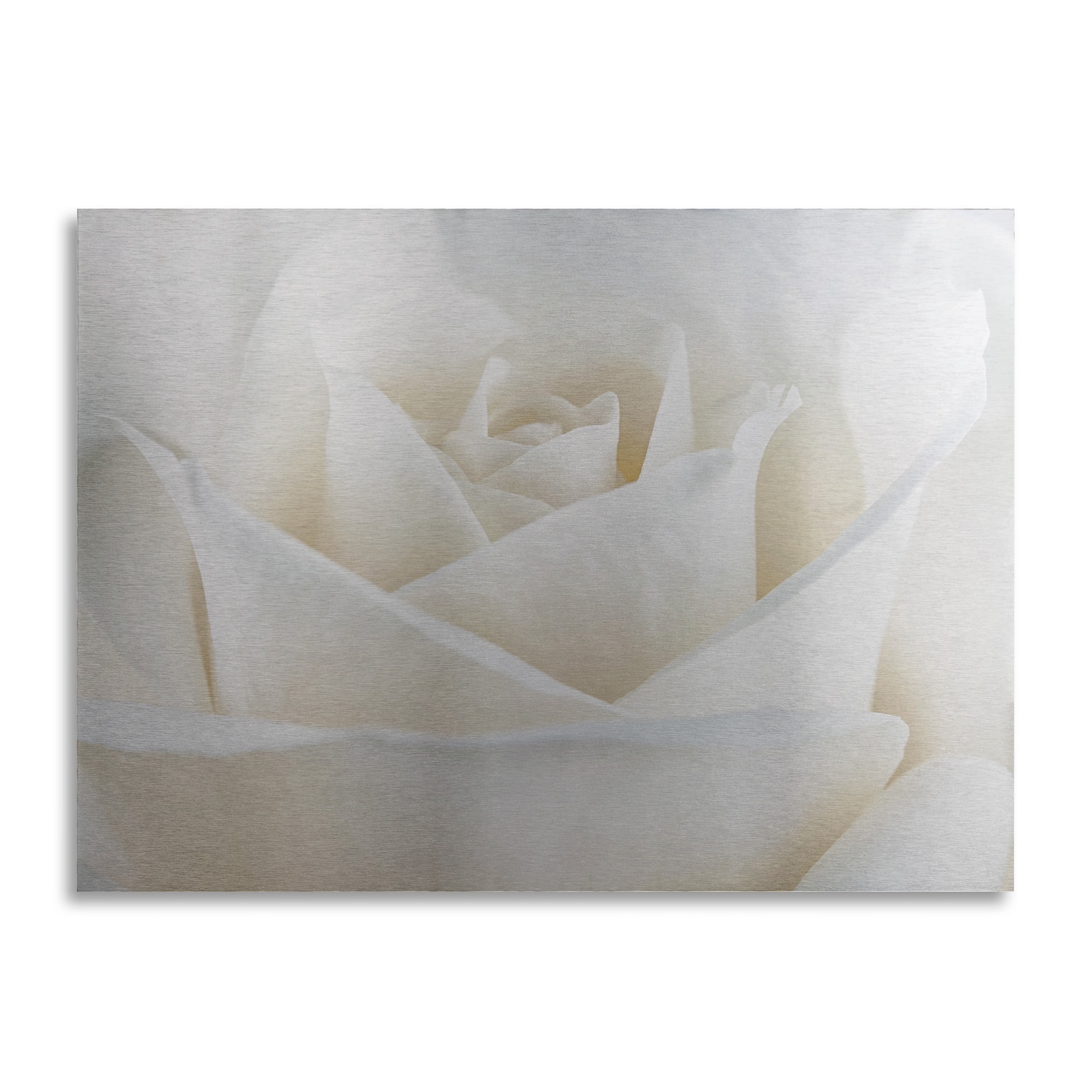 Trademark Fine Art 'Pure White Rose' Brushed Aluminum Wall Art Art by Cora Niele