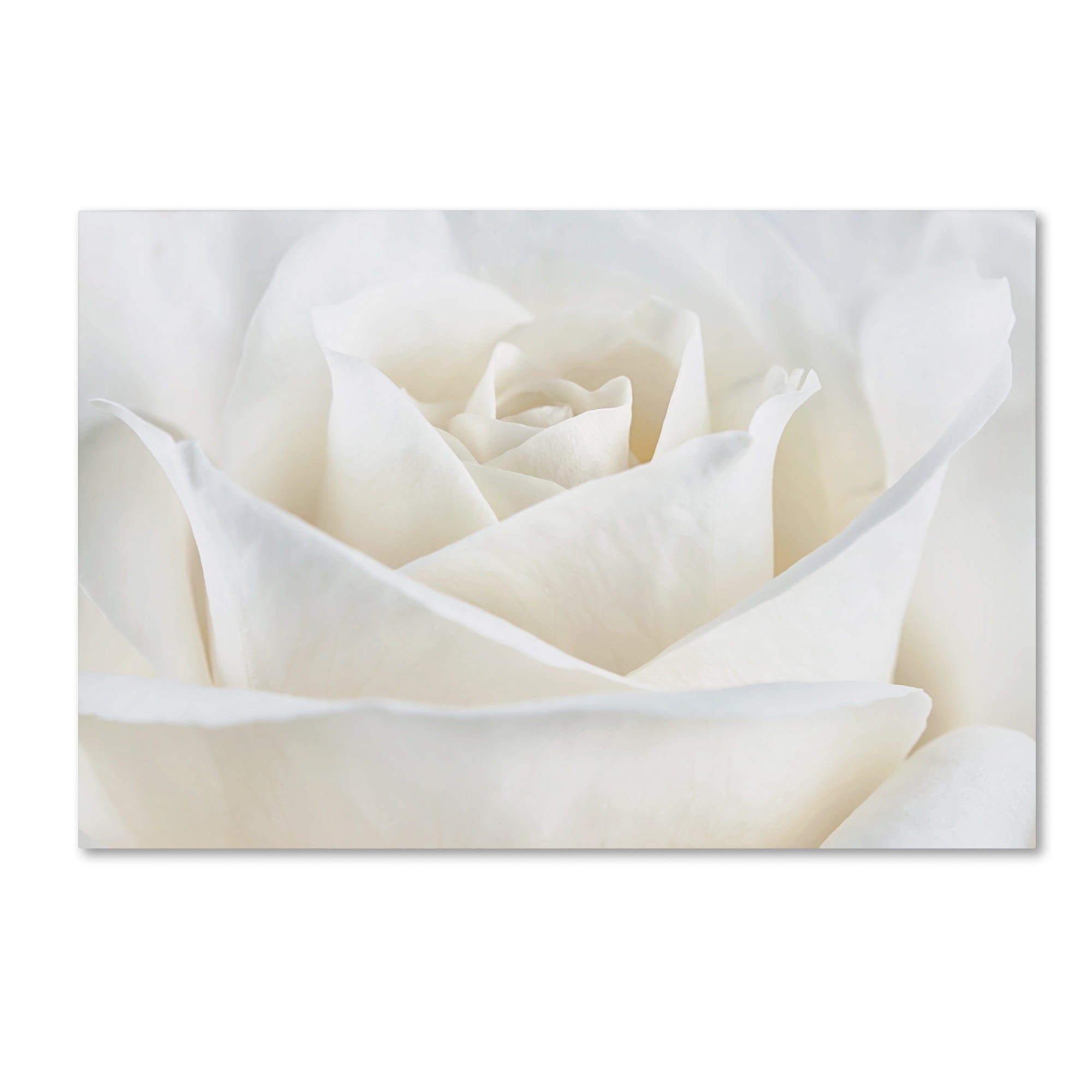 Pure White Rose Canvas Art in Wrapped Frame