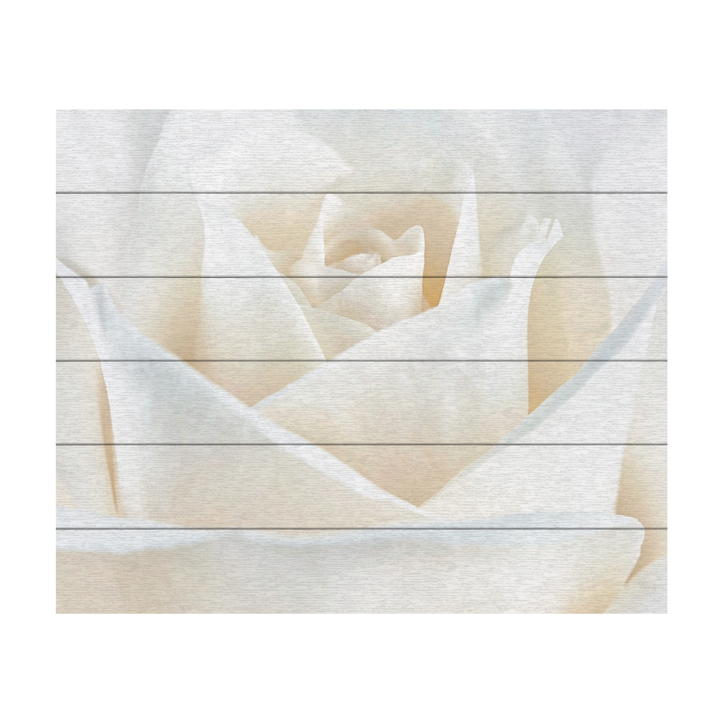 Trademark Fine Art 'Pure White Rose' Wooden Wall Art Art by Cora Niele
