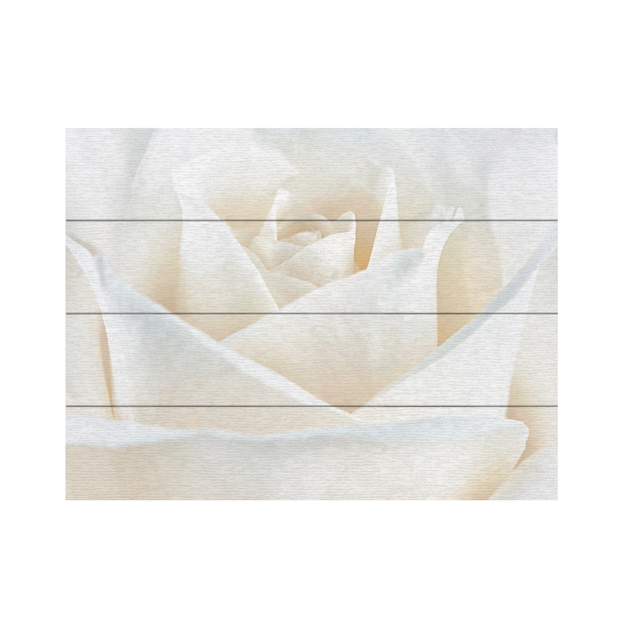 Trademark Fine Art 'Pure White Rose' Wooden Wall Art Art by Cora Niele