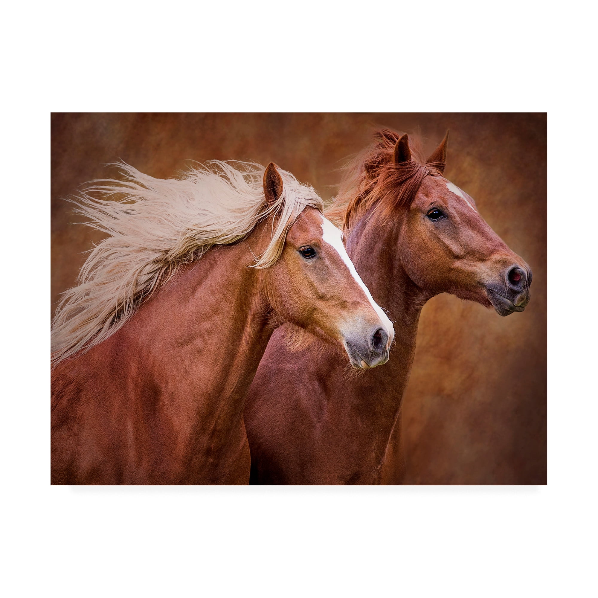 Trademark Fine Art 'Purebred I' Canvas Art by Ozana Sturgeon