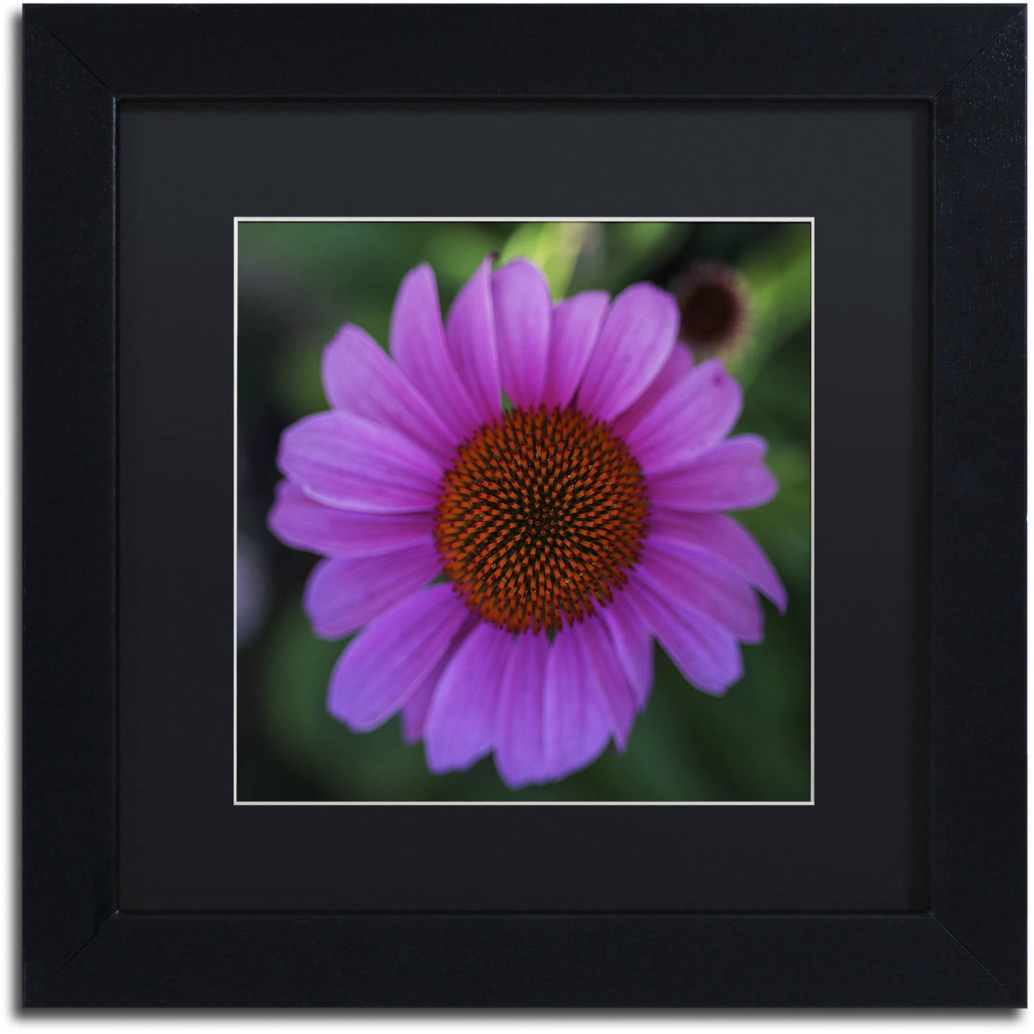 Trademark Fine Art "Purple Coneflower" Canvas Art by Kurt Shaffer, Black Matte, Black Frame