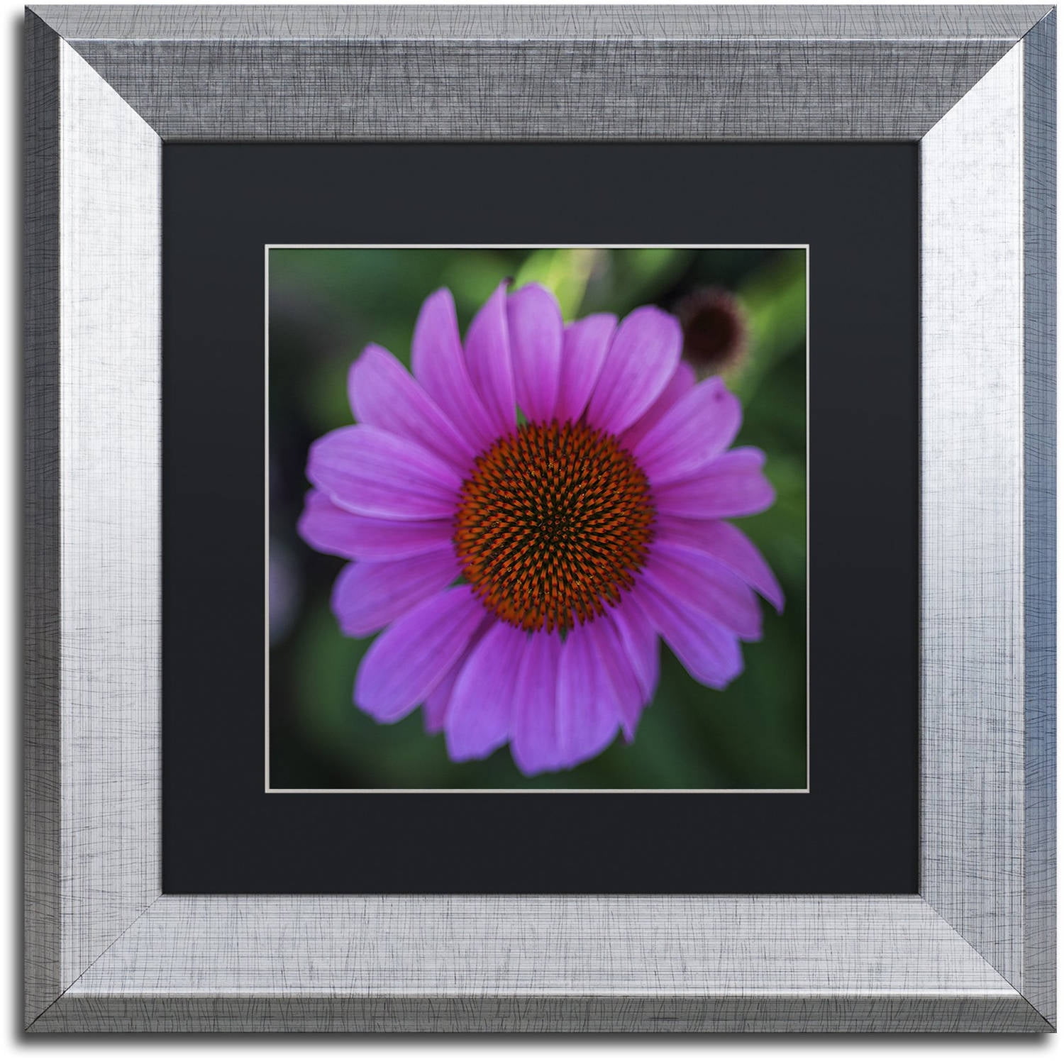 Trademark Fine Art "Purple Coneflower" Canvas Art by Kurt Shaffer, Black Matte, Silver Frame