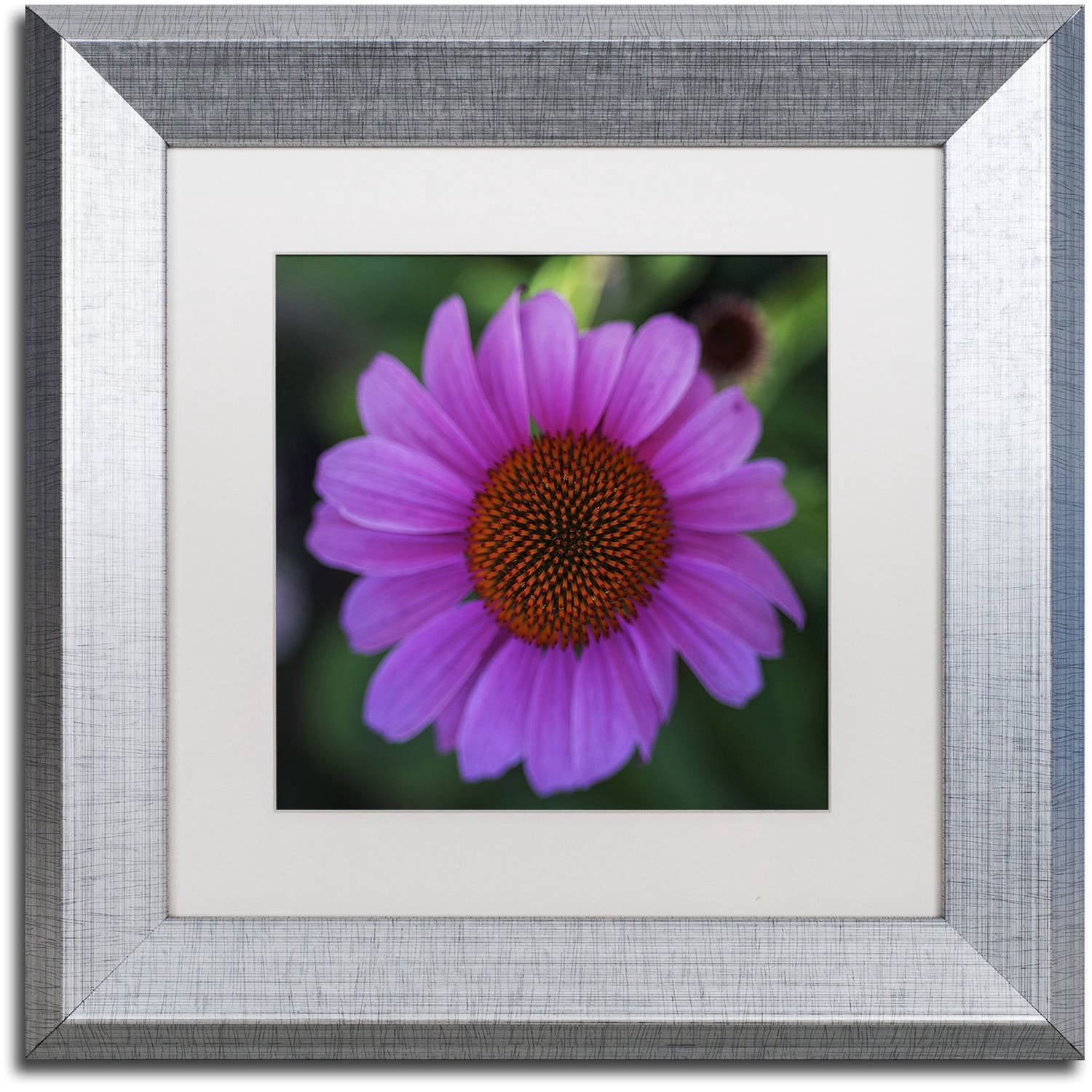 Trademark Fine Art "Purple Coneflower" Canvas Art by Kurt Shaffer, White Matte, Silver Frame