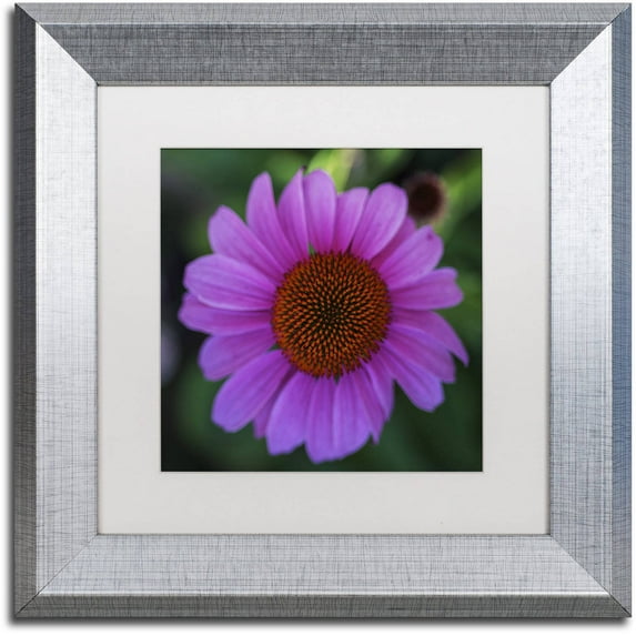 Trademark Fine Art "Purple Coneflower" Canvas Art by Kurt Shaffer, White Matte, Silver Frame