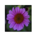 thumbnail image 1 of Trademark Fine Art "Purple Coneflower" Canvas Art by Kurt Shaffer, 1 of 2