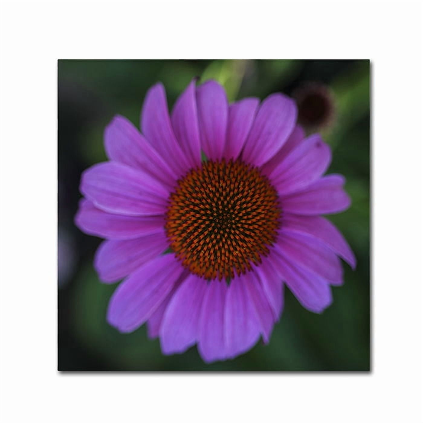 Kurt Shaffer 'Purple Coneflower' Huge Canvas Art 35 x 35