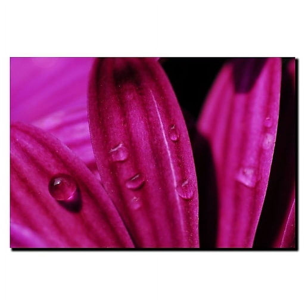 Trademark Fine Art "Purple Daisy Macro" Canvas Art by Kurt Shaffer