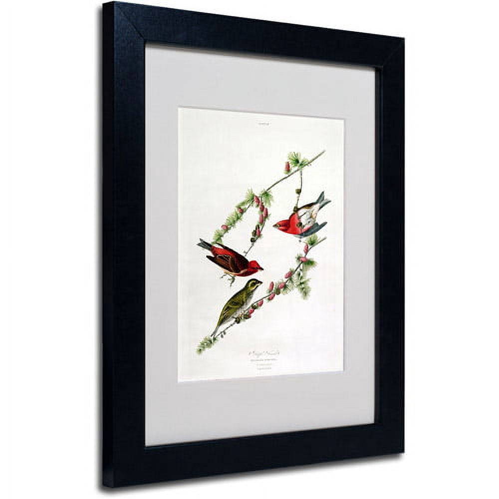 Trademark Fine Art "Purple Finch" Canvas Art by John James Audubon, Black Frame