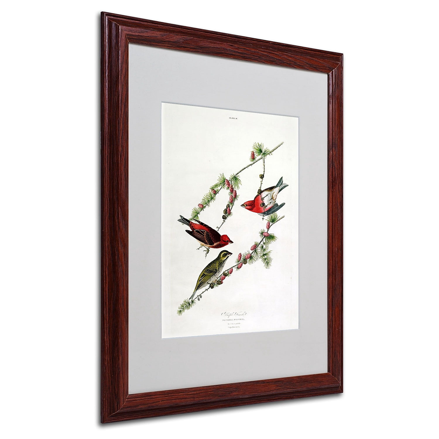 Trademark Fine Art "Purple Finch" Canvas Art by John James Audubon, Wood Frame