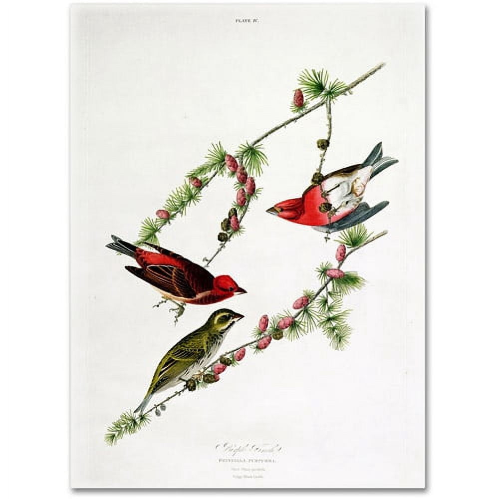 Trademark Fine Art "Purple Finch" Canvas Art by John James Audubon