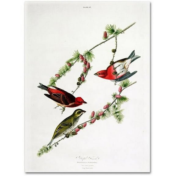Trademark Fine Art "Purple Finch" Canvas Art by John James Audubon