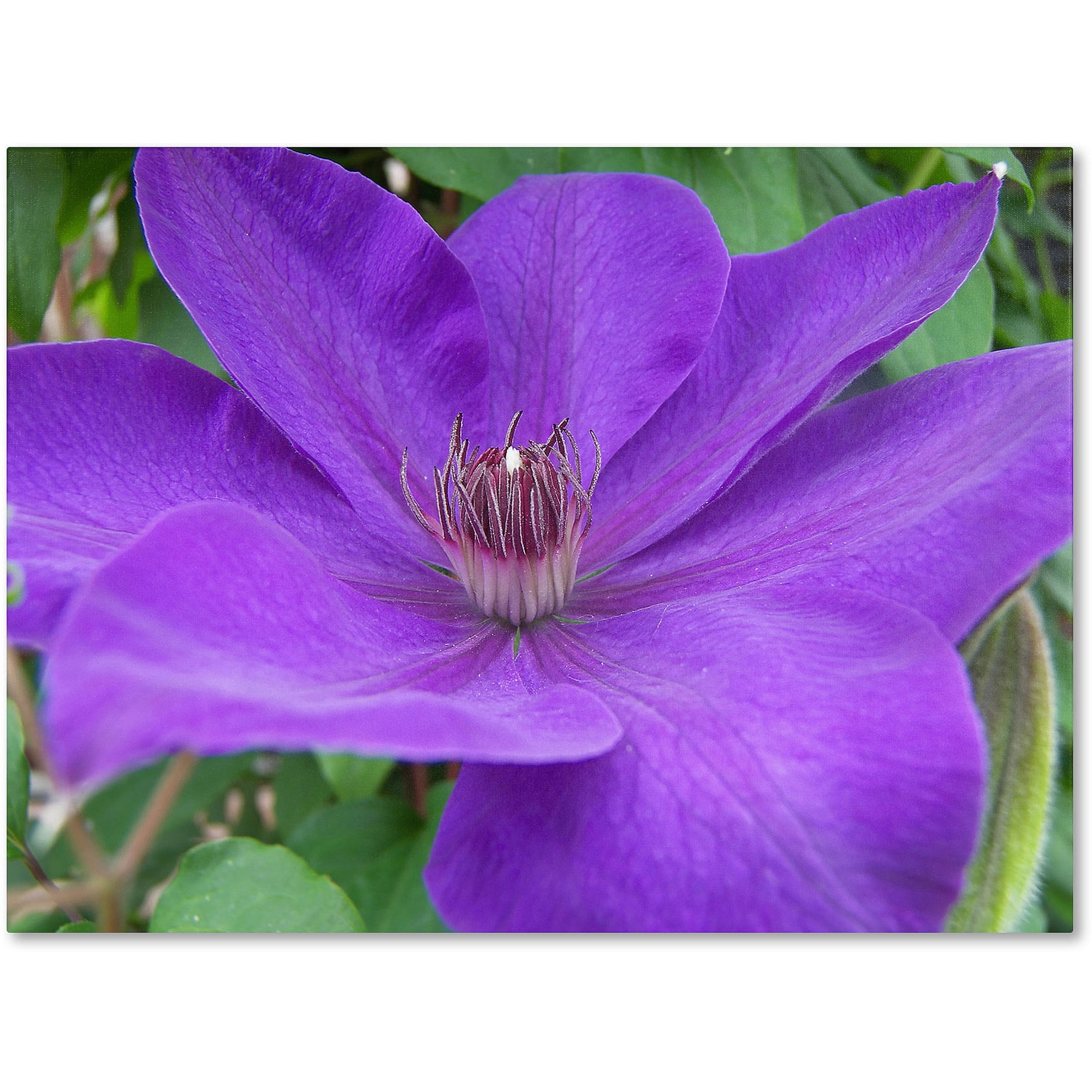 Large Purple Flower Canvas Art by Monica Fleet
