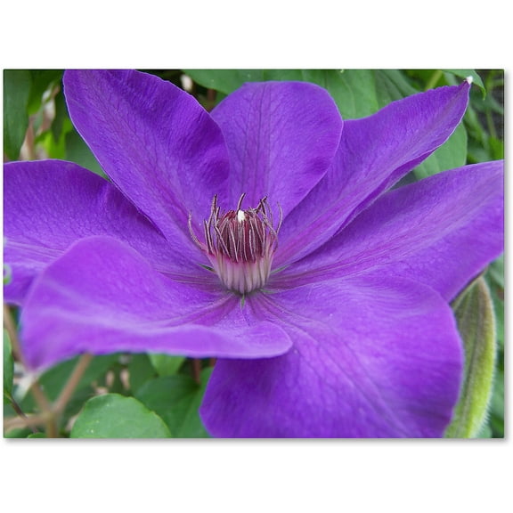 Trademark Fine Art "Purple Flower" Canvas Art by Monica Fleet