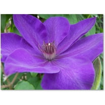 Trademark Fine Art "Purple Flower" Canvas Art by Monica Fleet