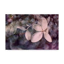 Trademark Fine Art 'Purple Hydrangea' Canvas Art by Judy Stalus