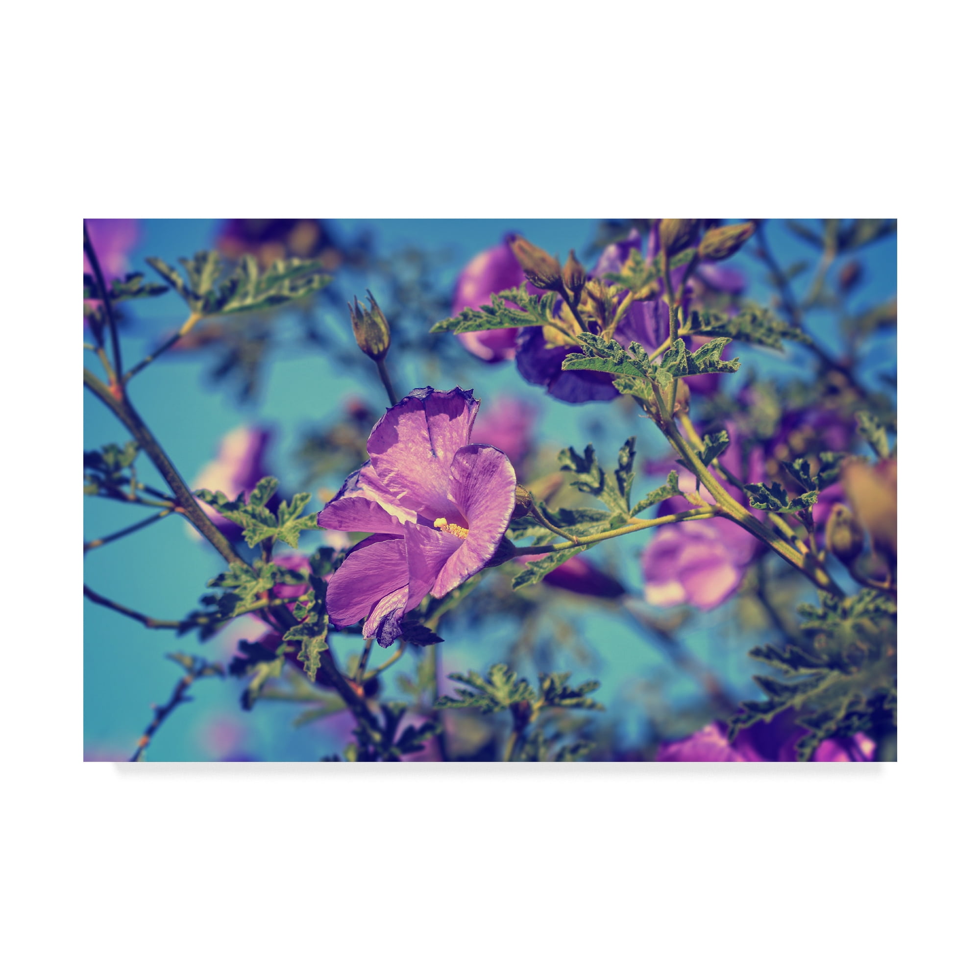 Trademark Fine Art 'Purple In The Sky' Canvas Art by Beata Czyzowska Young