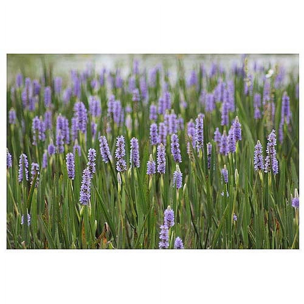 Trademark Fine Art "Purple Lake Flowers" Canvas Art by Patty Tuggle, 16" x 24"