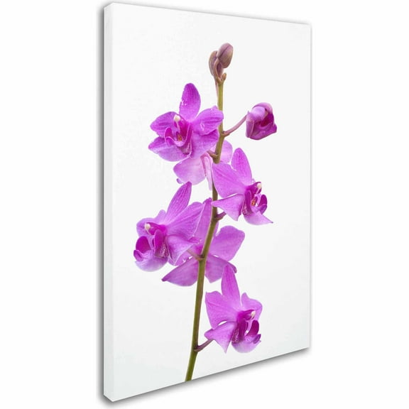 Trademark Fine Art "Purple Orchids" Canvas Art by Kurt Shaffer