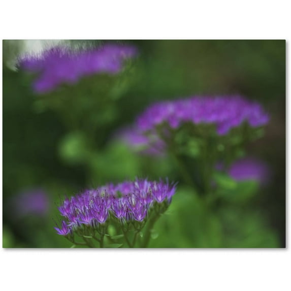 Trademark Fine Art "Purple Seedum" Canvas Art by Kurt Shaffer